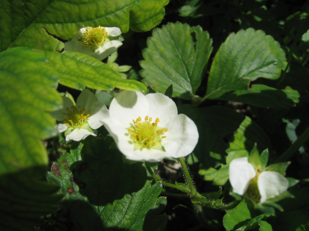 Fiori vari - coltivati e non